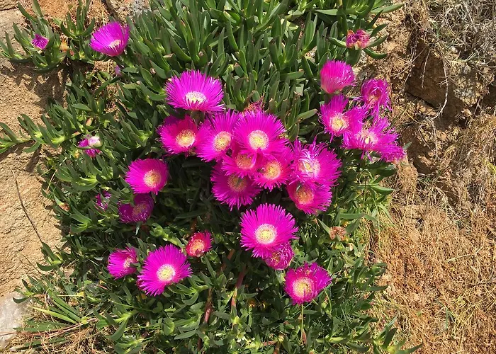 Ioanna's House ゲストハウス 3*